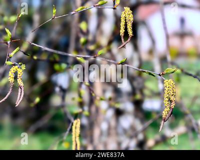 Frühlingsknospen an den Zweigen einer Birke im Garten Stockfoto