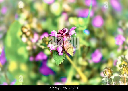 Nahaufnahme der violetten toten Brennnessel (Lamium purpureum) Stockfoto