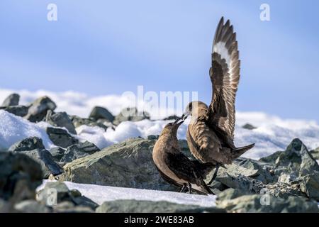 Südpolarskuas paart sich auf Danco Island, Antarktis Stockfoto