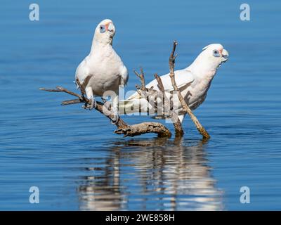 Little Corellas (Cacatua sanguinea) an einem Trinkplatz am Herdsman Lake in Perth, Western Australia. Stockfoto