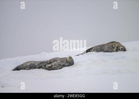 Weddell Seehunde entspannen auf einem Eisberg Stockfoto