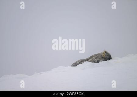 Ein Weddell-Seehund, der sich auf einem Eisberg entspannt Stockfoto