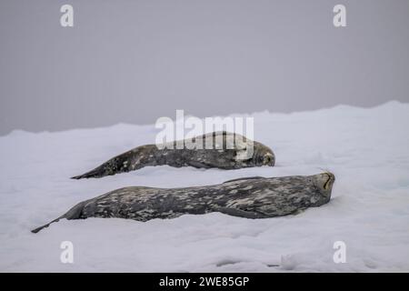 Weddell Seehunde entspannen auf einem Eisberg Stockfoto