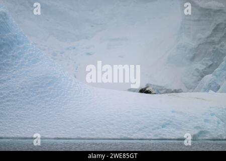 Ein Weddell-Seehund, der sich auf einem Eisberg entspannt Stockfoto