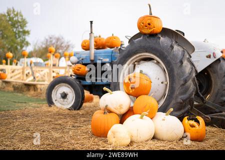 Mehrere Kürbisse auf dem Bauernhof mit einem alten Traktor. Halloween-Dekor Stockfoto