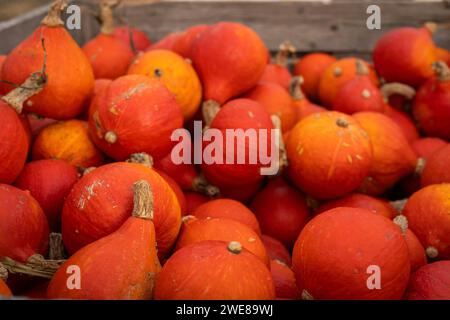 Der Hokkaido-Kürbis (Cucurbita maxima), auch bekannt als Uchiki kuri. Halloween-Hintergrund. Stockfoto