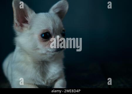 Nahaufnahme eines süßen weißen chihuahua-Welpen, der auf einem Holztisch sitzt Stockfoto