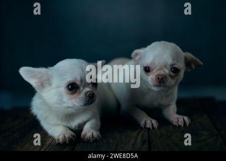 Zwei süße chihuahua Puppen auf einem Holztisch Stockfoto