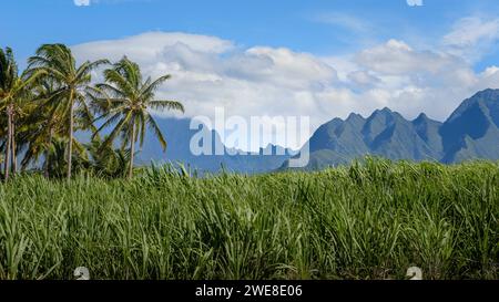 Ein ikonischer und schöner Blick auf die Insel Réunion, mit einem Zuckerrohrfeld, Palmen und blauem Himmel. Im Hintergrund die Berge des Cirque de Cilaos Stockfoto