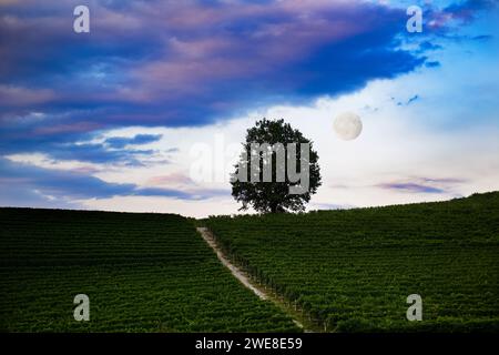 Fantastische Nachtlandschaft über Weinberg mit Vollmond und bewölktem Himmel Stockfoto