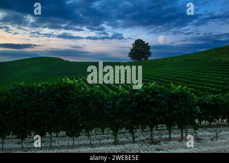 Fantastische Nachtlandschaft über Weinberg mit Vollmond und bewölktem Himmel Stockfoto