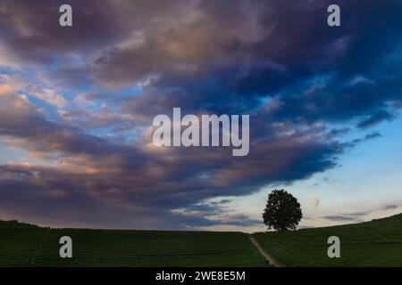 Fantastische Nachtlandschaft über Weinberg mit Vollmond und bewölktem Himmel Stockfoto