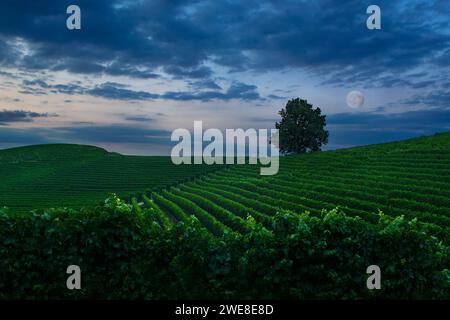 Fantastische Nachtlandschaft über Weinberg mit Vollmond und bewölktem Himmel Stockfoto