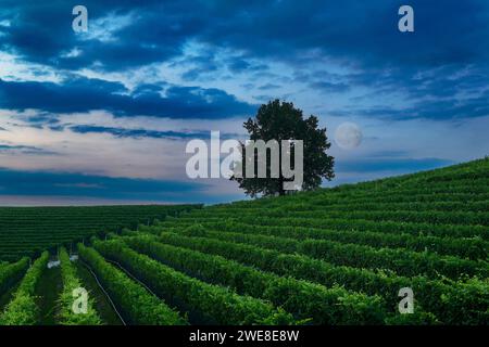 Fantastische Nachtlandschaft über Weinberg mit Vollmond und bewölktem Himmel Stockfoto