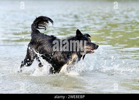 Junger Border Collie, der im Sommer in einem Fluss schwimmt Stockfoto