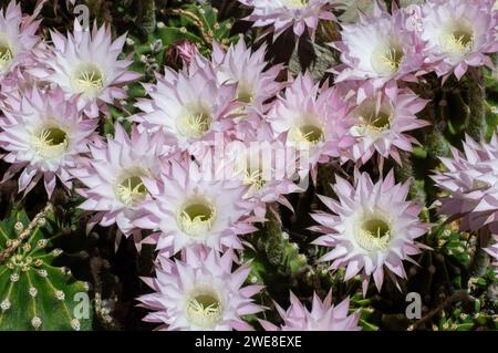 Echinopsis oxygona, Kaktusblüten Stockfoto