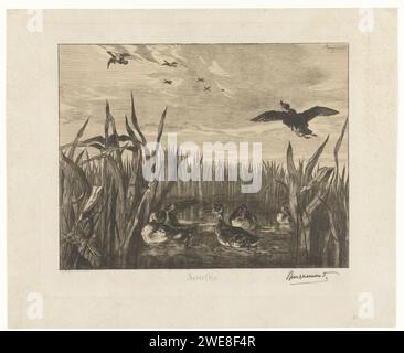 Landschaft mit Geschichten im Wasser zwischen Riet, Félix Bracquemond, 1853 Druck Landschaft mit Enten, Geschichten, im Wasser und fliegen in der Luft. Die Tiere sind zwischen den Schilfen sehr naturalistisch. Papierätzung Wasservögel: Ente Stockfoto