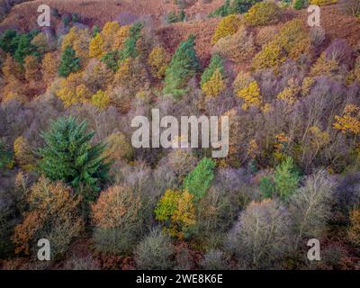 Blick aus der Vogelperspektive auf den Dalby Forest in Herbstfarbe. North Yorkshire, Großbritannien Stockfoto