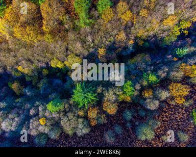 Blick aus der Vogelperspektive auf den Dalby Forest in Herbstfarbe. North Yorkshire, Großbritannien Stockfoto