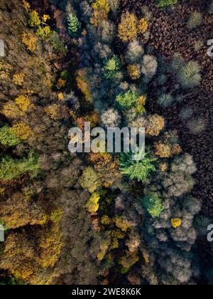 Blick aus der Vogelperspektive auf den Dalby Forest in Herbstfarbe. North Yorkshire, Großbritannien Stockfoto