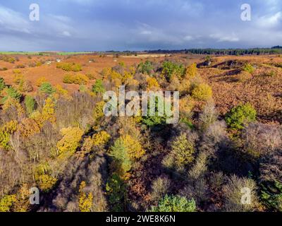 Blick aus der Vogelperspektive auf den Dalby Forest in Herbstfarbe. North Yorkshire, Großbritannien Stockfoto