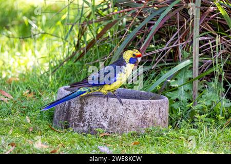 Grüne Rosella, Platycercus caledonicus, auch bekannt als Tasmanische Rosella, Gelbschnabelsittich oder Grüner Papagei. Eine Vogelart, die in Tasmani endemisch ist Stockfoto