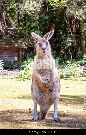 Forester Känguru, Macropus giganteus, das größte Beuteltier in Tasmanien, Australien. Stockfoto