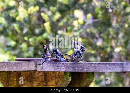 Eine Gruppe von New Holland Honeyeaters, Phylidonyris novaehollandiae, selektiver Fokus auf Frontvogel. Weicher Laubhintergrund. Tasmanien, Australien. Stockfoto