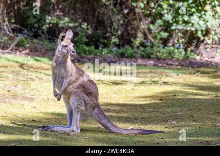 Forstkänguru joey, Macropus giganteus, das größte Beuteltier in Tasmanien, Australien. Stockfoto