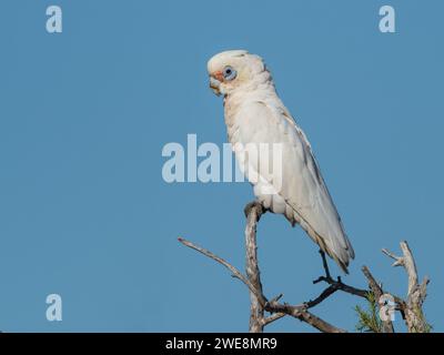 Ein kleiner Corella (Cacatua sanguinea), der auf einem Baum am Herdsman Lake in Perth, Western Australia, thronte. Stockfoto