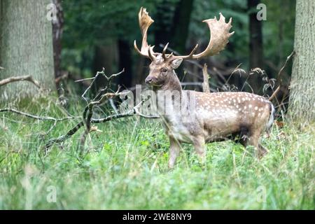 Damwild zur Brunftzeit Stockfoto