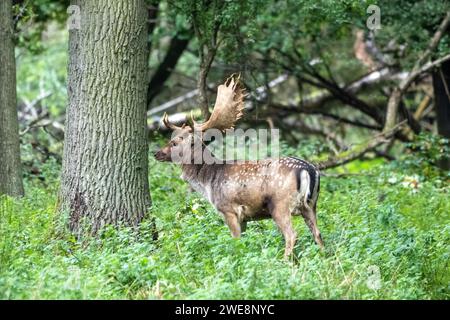 Damwild zur Brunftzeit Stockfoto