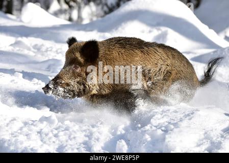 Wildschweine, Schnee, Winter, Wald Stockfoto