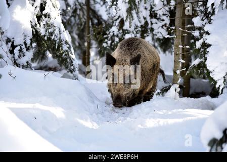 Wildschweine, Schnee, Winter, Wald Stockfoto