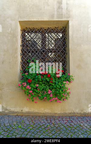 Burg Hasegg, Innenhof, Fenster Stockfoto