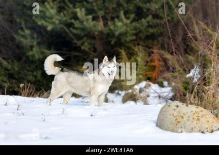 Hund Sibirisches Husky Porträt, stehend und zeigt Zunge, Schnee Winterwald Stockfoto