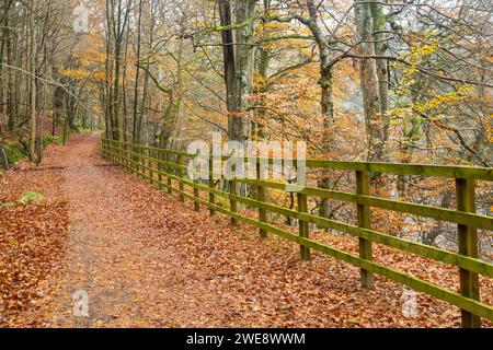 Ein mit Buchenblättern bedeckter Fußweg entlang des Flusses Tay bei Dunkeld Stockfoto