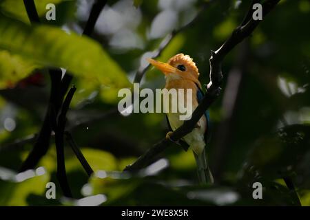 Gelbschnabel eisvogel oder Syma torotoro, gesehen in Nimbokrang in West Papua Stockfoto