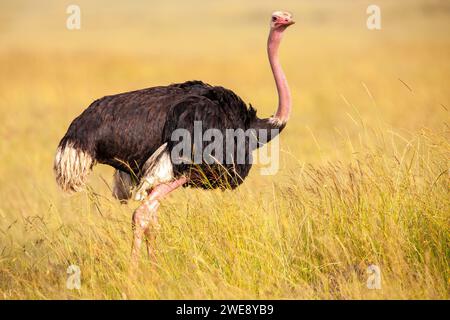 Männlicher Strauß (Struthio camelus) Masai Mara, Kenia, Ostafrika Stockfoto