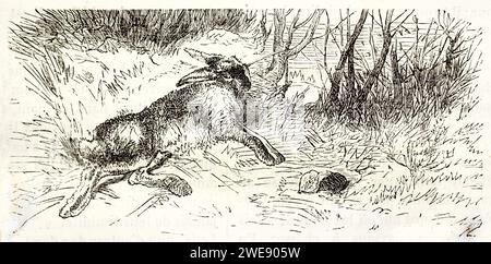 Schnelle Vintage-Skizze eines Hasen, der von einem Kragen in einem Waldgebiet gefangen wird. Ausdrucksstarke und dramatische Szene. Veröffentlicht im Jahr 1878. Stockfoto