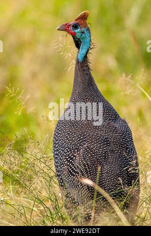 Guineafowl mit Helm, (Numida meleagris) Masai Mara National Reserve, Kenia, Ostafrika Stockfoto