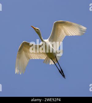 Fliegender Rinderreiher. Rinderreiher ist eine gesellige Art und wird am häufigsten auf der Suche nach Weidebeständen und in Feuchtgebieten beobachtet. Stockfoto