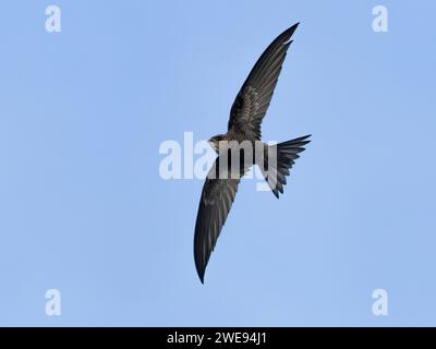 Pallid Swift (Apus pallidus) im Flug, Flamborough Head, Yorkshire, England, Vereinigtes Königreich Stockfoto