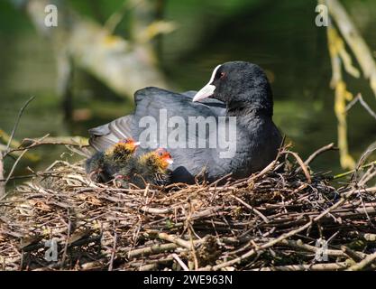 Eurasian Coot, Fulica atra, sitzend auf Nest mit frisch geschlüpften Küken, County Durham, Mai. Stockfoto