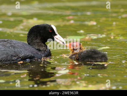 Eurasian Coot, Fulica atra, Fütterungsküken schwimmen auf See, County Durham, Mai. Stockfoto