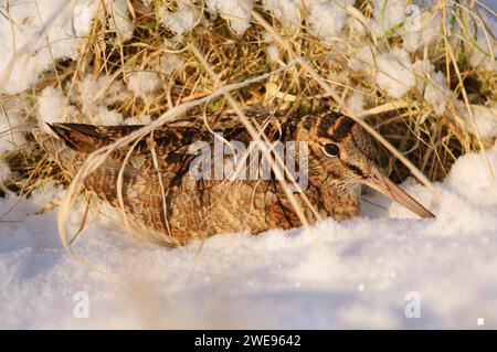 Eurasischer Holzhahn Scolopax rusticola, der nach starkem Schneefall im Dezember in totem Gras ruht. Stockfoto