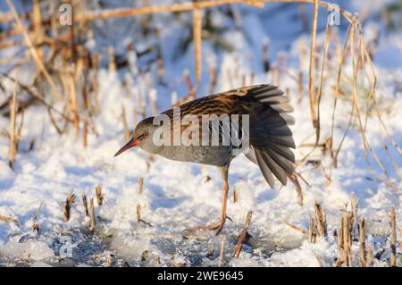 Wasserbahn Rallus aquaticus, sich ausdehnende Flügel, Spaziergang über gefrorenen Teich nach Schneefall, Dezember. Stockfoto