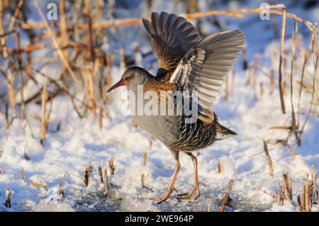 Wasserbahn Rallus aquaticus, sich ausdehnende Flügel, Spaziergang über gefrorenen Teich nach Schneefall, Dezember. Stockfoto