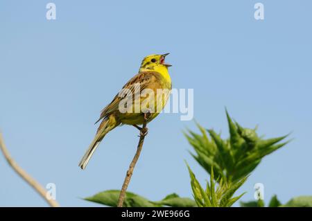 Yellowhammer Emberiza citrinella, männlich singend, Juni. Stockfoto