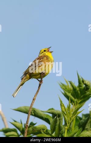 Yellowhammer Emberiza citrinella, männlich singend, Juni. Stockfoto